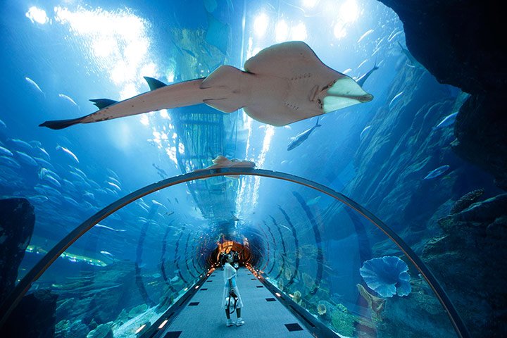 22-Гигантский скат в аквариуме в торговом центре Дубай Молл, ОАЭ.jpg